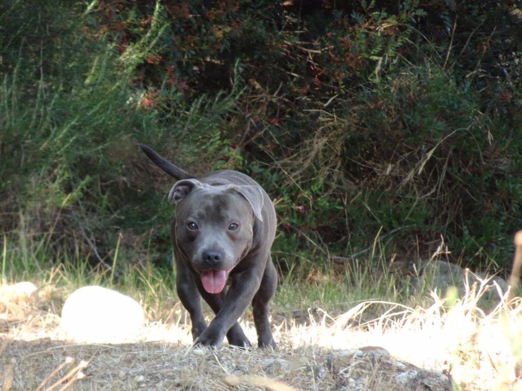 Lulo bonbon bum du Domaine des Anges Bleus